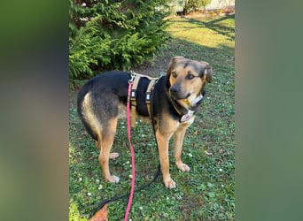 Ike, liebenswerter Junghund wartet auf seine Familie