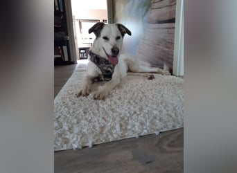 Letizia: Traumhund für sportliche Menschen