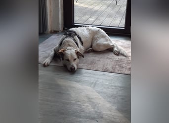 Letizia: Traumhund für sportliche Menschen