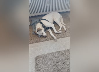 Letizia: Traumhund für sportliche Menschen