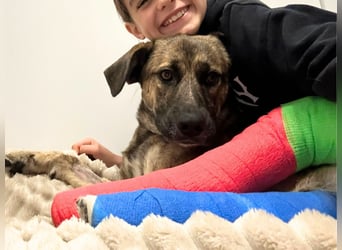 Orso - junger Rüde hat nach schwerem Unfall nie die Hoffnung verloren