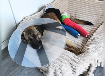 Orso - junger Rüde hat nach schwerem Unfall nie die Hoffnung verloren