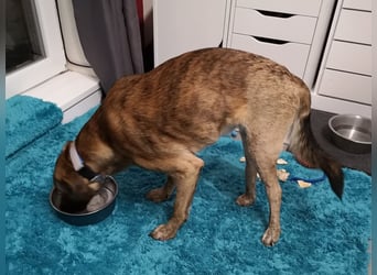 Orso - junger Rüde hat nach schwerem Unfall nie die Hoffnung verloren