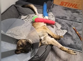 Orso - junger Rüde hat nach schwerem Unfall nie die Hoffnung verloren