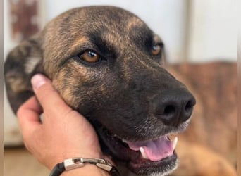 Orso - junger Rüde hat nach schwerem Unfall nie die Hoffnung verloren