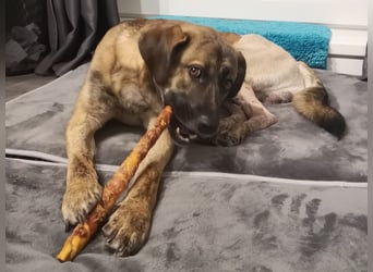 Orso - junger Rüde hat nach schwerem Unfall nie die Hoffnung verloren