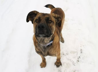 Orso - junger Rüde hat nach schwerem Unfall nie die Hoffnung verloren