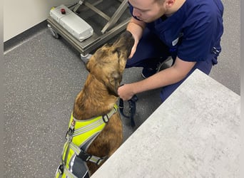 Orso - junger Rüde hat nach schwerem Unfall nie die Hoffnung verloren