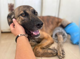 Orso - junger Rüde hat nach schwerem Unfall nie die Hoffnung verloren