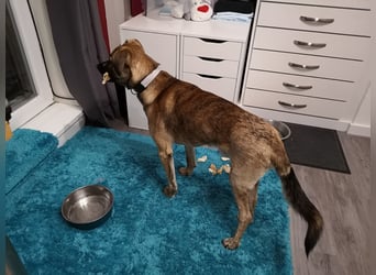 Orso - junger Rüde hat nach schwerem Unfall nie die Hoffnung verloren