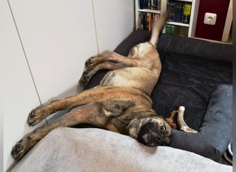 Orso - junger Rüde hat nach schwerem Unfall nie die Hoffnung verloren