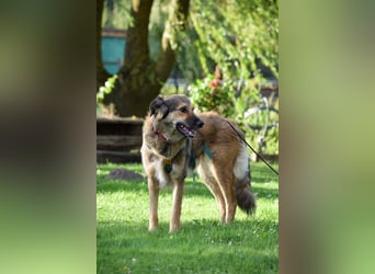 Enya (auf Pflegestelle im Raum Soltau)