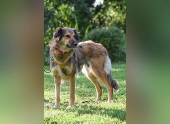 Enya (auf Pflegestelle im Raum Soltau)