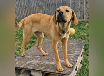 Frieda