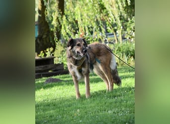 Enya (auf Pflegestelle im Raum Soltau)