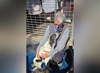 Cassian: er liebt spielen und kuscheln