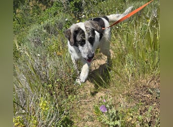 Cassian: er liebt spielen und kuscheln