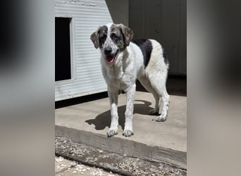 Cassian: er liebt spielen und kuscheln