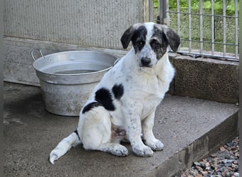 Cassian: er liebt spielen und kuscheln