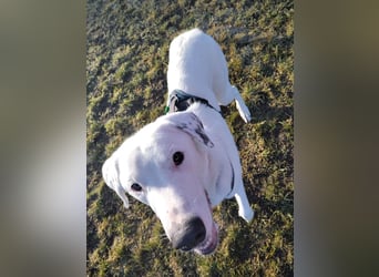 Herdenschutzhund-Dalmatiner-Mix Fritzi (1,5 J.) für erfahrenes, liebevolles Zuhause & Garten & Hund