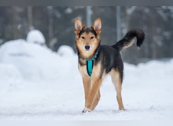 Fröhlicher Nordik sucht sein Zuhause