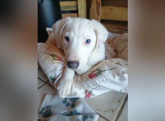 Herdenschutzhund-Dalmatiner-Mix Fritzi (1,5 J.) für erfahrenes, liebevolles Zuhause & Garten & Hund