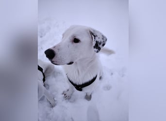 Herdenschutzhund-Dalmatiner-Mix Fritzi (1,5 J.) für erfahrenes, liebevolles Zuhause & Garten & Hund