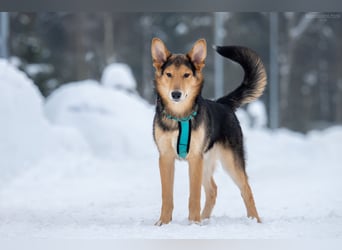 Fröhlicher Nordik sucht sein Zuhause