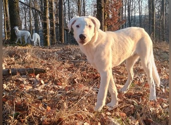 Herdenschutzhund-Dalmatiner-Mix Fritzi (1,5 J.) für erfahrenes, liebevolles Zuhause & Garten & Hund