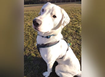 Herdenschutzhund-Dalmatiner-Mix Fritzi (1,5 J.) für erfahrenes, liebevolles Zuhause & Garten & Hund