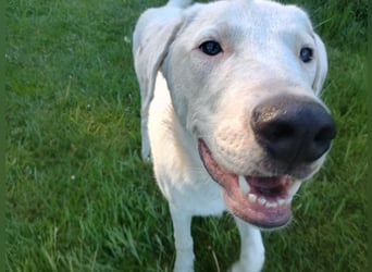 Herdenschutzhund-Dalmatiner-Mix Fritzi (1,5 J.) für erfahrenes, liebevolles Zuhause & Garten & Hund