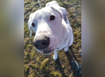 Herdenschutzhund-Dalmatiner-Mix Fritzi (1,5 J.) für erfahrenes, liebevolles Zuhause & Garten & Hund