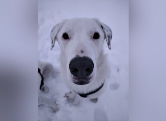 Herdenschutzhund-Dalmatiner-Mix Fritzi (1,5 J.) für erfahrenes, liebevolles Zuhause & Garten & Hund