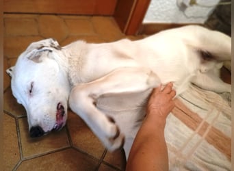 Herdenschutzhund-Dalmatiner-Mix Fritzi (1,5 J.) für erfahrenes, liebevolles Zuhause & Garten & Hund