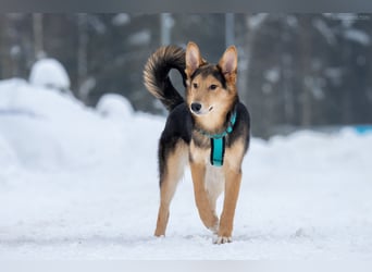 Fröhlicher Nordik sucht sein Zuhause