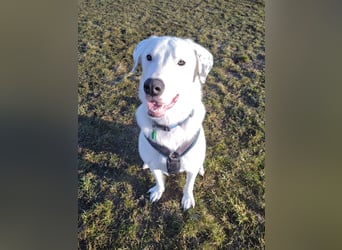 Herdenschutzhund-Dalmatiner-Mix Fritzi (1,5 J.) für erfahrenes, liebevolles Zuhause & Garten & Hund