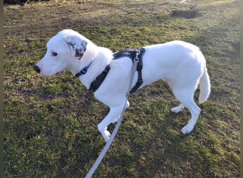 Herdenschutzhund-Dalmatiner-Mix Fritzi (1,5 J.) für erfahrenes, liebevolles Zuhause & Garten & Hund