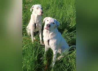 Herdenschutzhund-Dalmatiner-Mix Fritzi (1,5 J.) für erfahrenes, liebevolles Zuhause & Garten & Hund