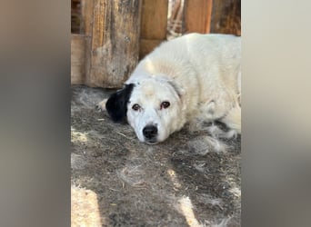 liebe Seniorin Carla