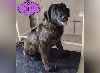 Dollie eine sanfte freundliche Hündin