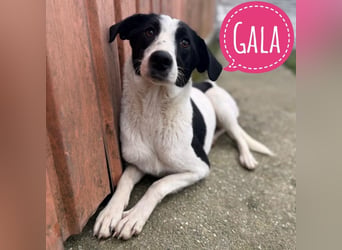 Gala die Wunderschöne