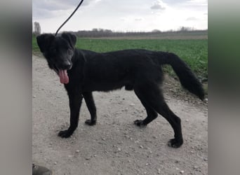 Floyd ein schwarzer Pechvogel