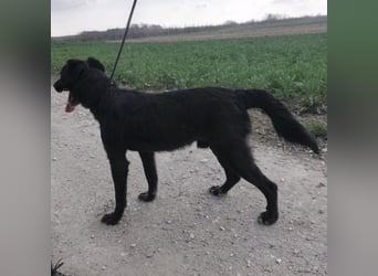 Floyd ein schwarzer Pechvogel