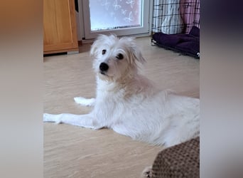 Junge Hündin Nele sucht neues Zuhause