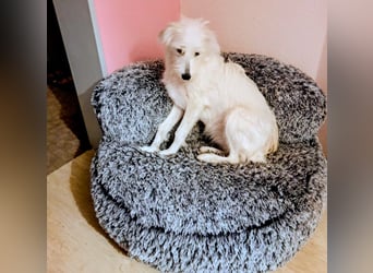 Junge Hündin Nele sucht neues Zuhause