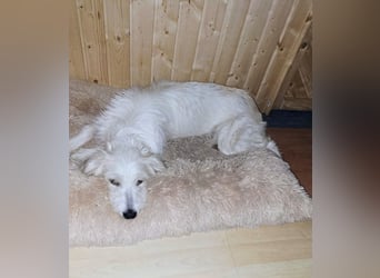 Junge Hündin Nele sucht neues Zuhause