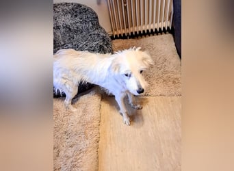 Junge Hündin Nele sucht neues Zuhause