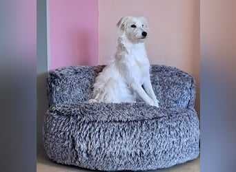 Junge Hündin Nele sucht neues Zuhause