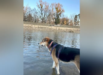 Goldige Alba sucht ihr eigenes Körbchen