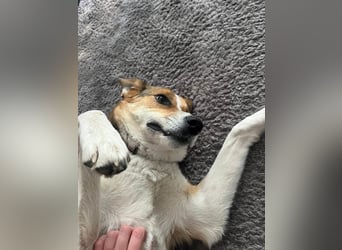 Goldige Alba sucht ihr eigenes Körbchen